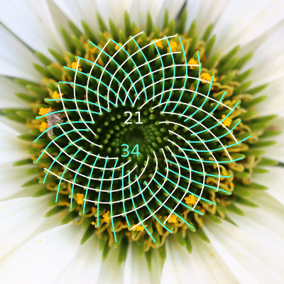 Réseaux de spirales et nombres de Fibonacci sur le capitule d'une fleur
